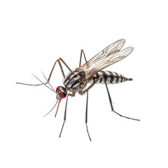 Mosquito isolate on transparent png.