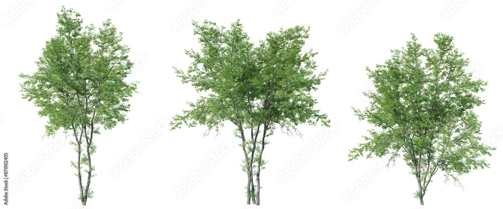 Aufkleber acer negundo tree on transparent background.3d rendering
