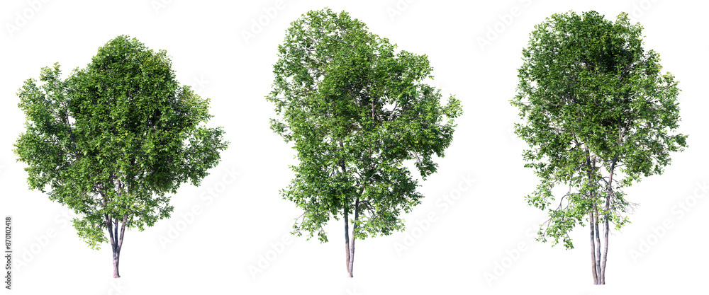 Poster ash tree tree on transparent background.3d rendering