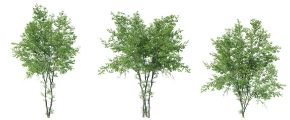Acer negundo tree on transparent background.3d rendering