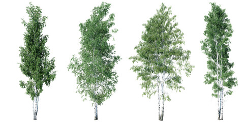 Fototapeta premium Tree Birch big betula on transparent background.3d rendering
