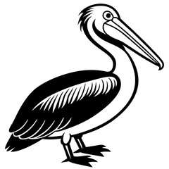 pelican on white background