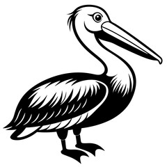 pelican isolated on white
