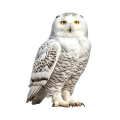 Fototapeta premium Snowy owl isolate on transparent png. 
