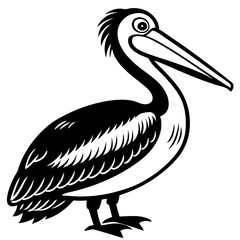 pelican isolated on white