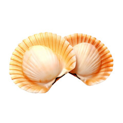 Set of sea shells  isolate on transparent png.

