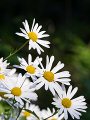 タフな野生のコハマギク
