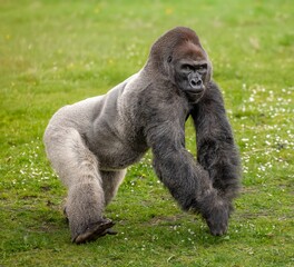 Western lowland Gorilla gorilla walking on green grass in a natural habitat © Wirestock