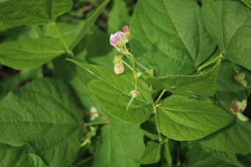 Close-Up of Flowering Potato Plant