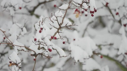 A close-up parallax shot of light first snow falling on rowan tree branches adorned with withered autumn leaves and red berries.