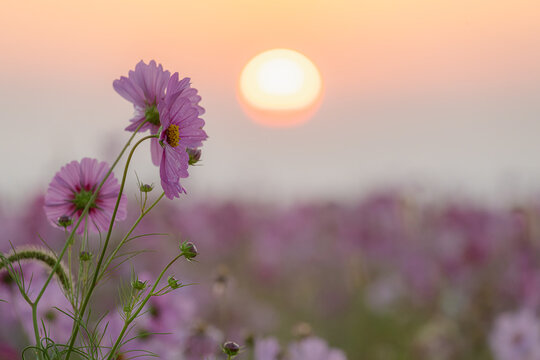 佐賀-【佐賀空港コスモス園】