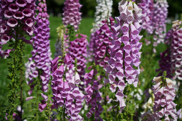 優美なジギタリス