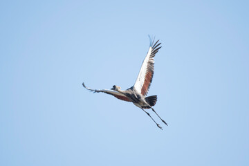 Gray-crowned Crane juvenile flying