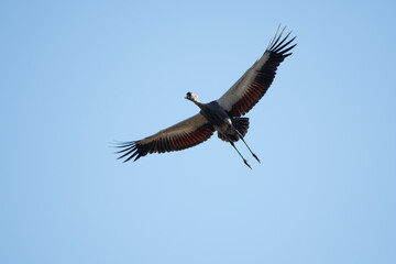 Gray-crowned Crane juvenile flying