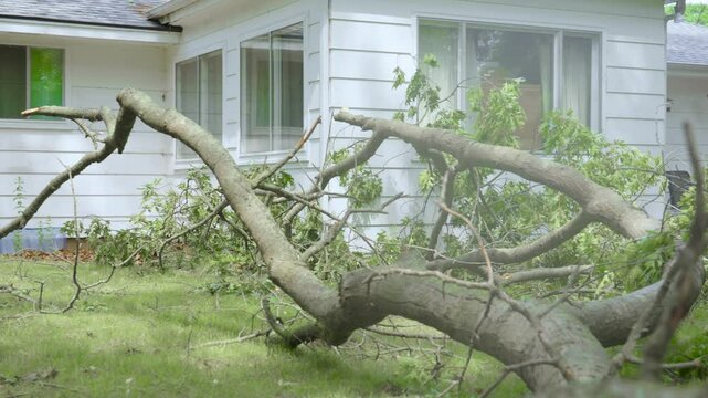 Left pan across storm damage in a yard.