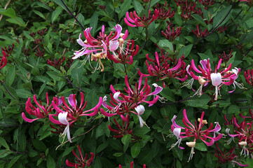 Honeysuckle in garden soft focus.