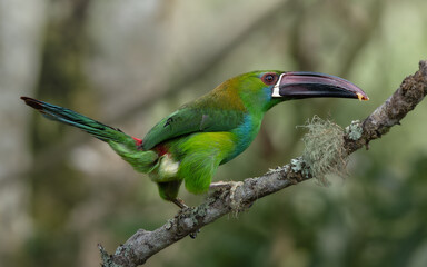 Aulacorhynchus haematopygus