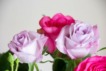 紫とピンクのばら
