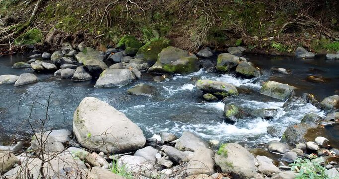 the Hātea River in the Kauri Forest