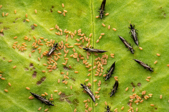 Thrips