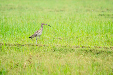 Eurasian curlew