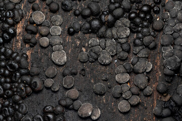 Abstract image of Fungi growing on Tree bark