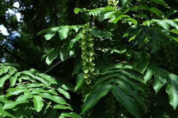 flowers of a tree wingnut Pterocarya fraxinifolia