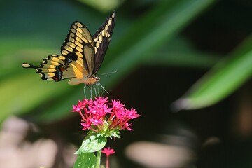 Close-up of a colorful butterfly on a pink flower in a garden with green blurred background.