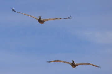 Pelicans soaring in the clear blue sky with wings fully extended