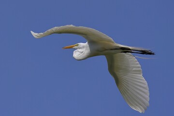 Great egret in flight against a clear blue sky, showcasing its white feathers and long neck