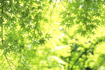 キラキラ木漏れ日と青モミジ