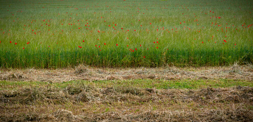 Paisaje de naturaleza verano del bosque colorido en luz del sol de la mañana