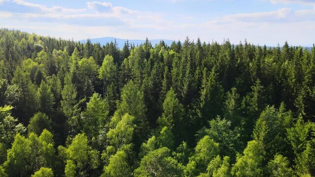 coniferous forest Germany view from a drone summer