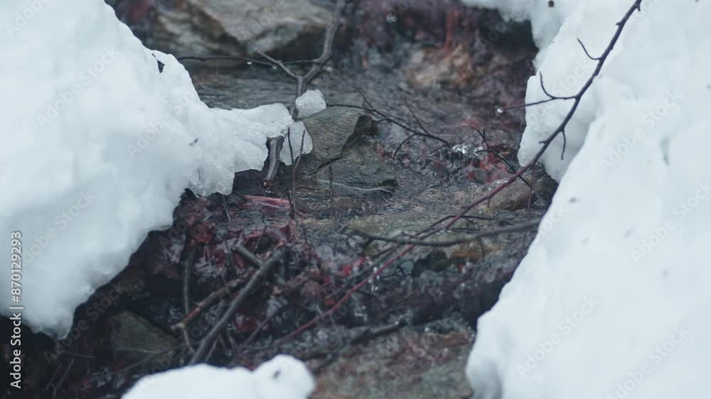Poster Snow-covered stream flowing through a forest in winter creating a serene and peaceful scene