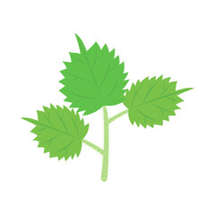 ミヤマイラクサ（アイコ）。フラットなベクターイラスト。
Laportea cuspidata. Flat vector illustration.