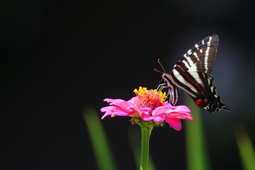 Close-up of a zebra swallowtail butterfly in flight near a vibrant pink flower