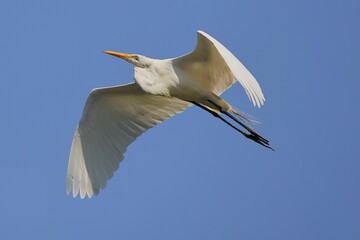Great egret in flight against a clear blue sky