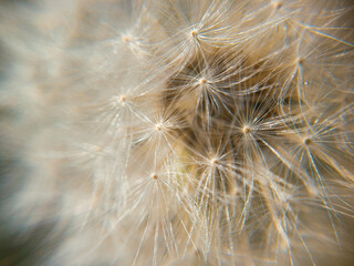 Close up macro shot of a big dandelion.
