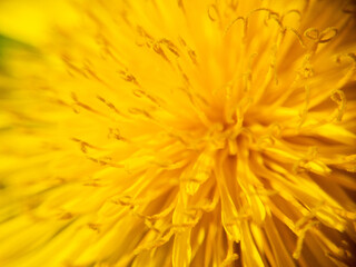 Close up macro shot of a yellow dandelion.