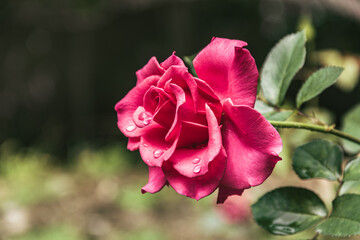 Rosa rosada - Rioja, San Martín, Perú © JORGE CHOROCO