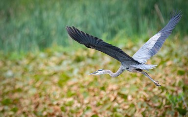 Great Blue Heron