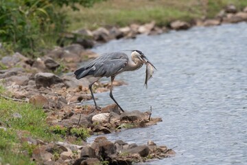 Great Blue Heron
