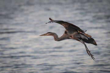 Great Blue Heron