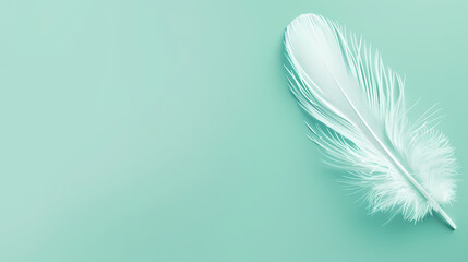 White feathers, copy space concept