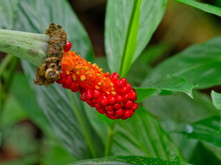 Asian taro (Alocasia odora) fruit in wild