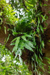 Tree trunks covered with moss and ferns