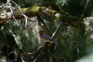 House Finch