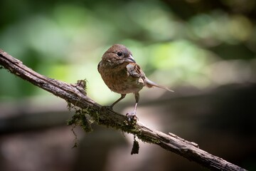 Indigo Bunting