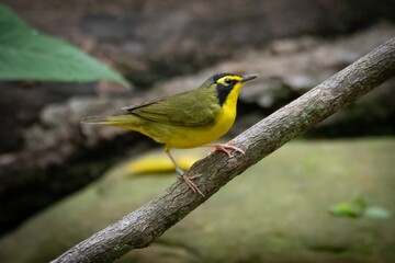 Kentucky Warbler
