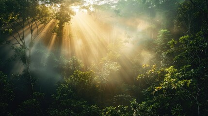 A dense, misty forest with sunlight breaking through, representing hope and clarity amidst confusion.